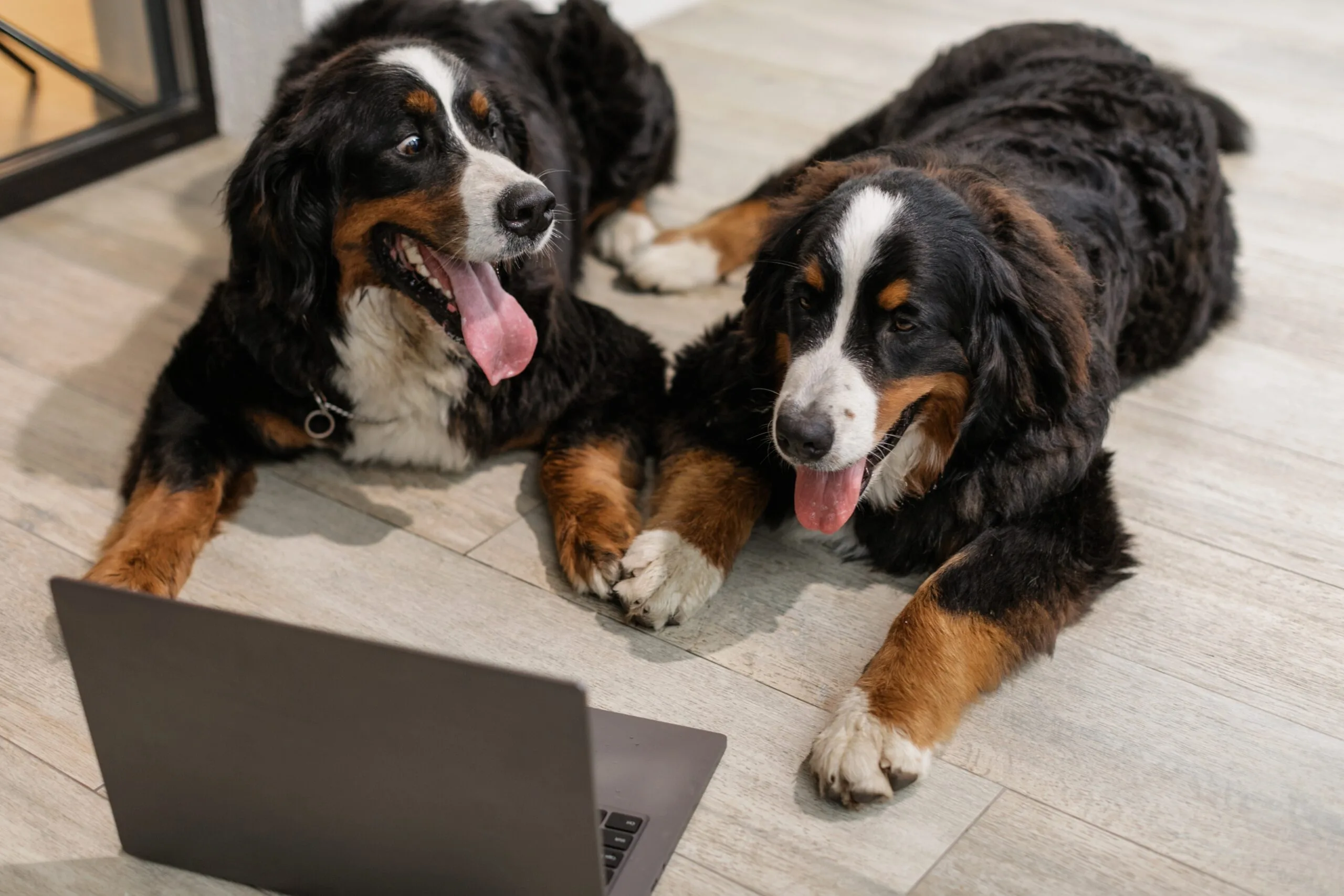PET consumer panel